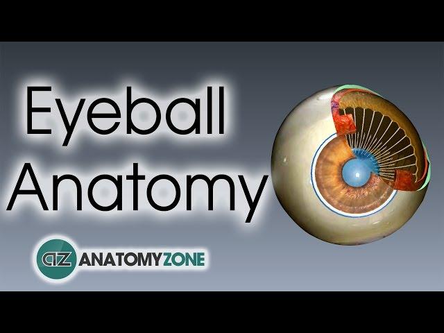 Eyeball Anatomy