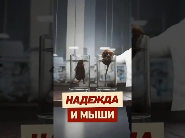 Как ВЕРА спасает жизнь? #интересно #эксперимент #психология #крыса #факты #наука #реддит #апвоут
