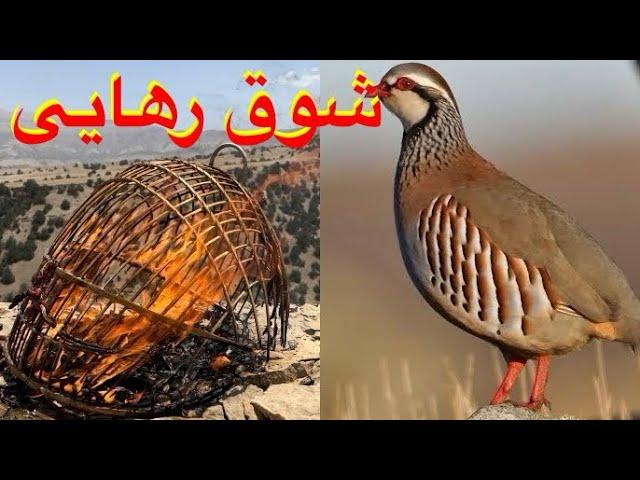 شوق رهایی | آزادی کبک در طبیعت