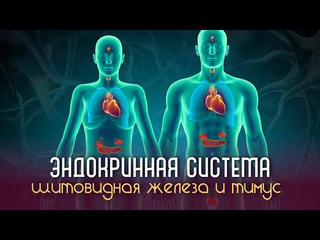 Восстановление эндокринной системы, щитовидной железы и тимуса