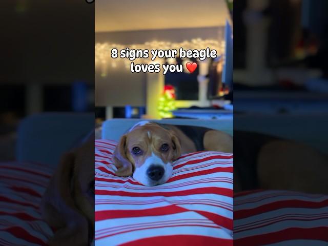 Signs your beagle loves you #dog #beagletales #beaglebreed #beagle #beagledog #beaglelife