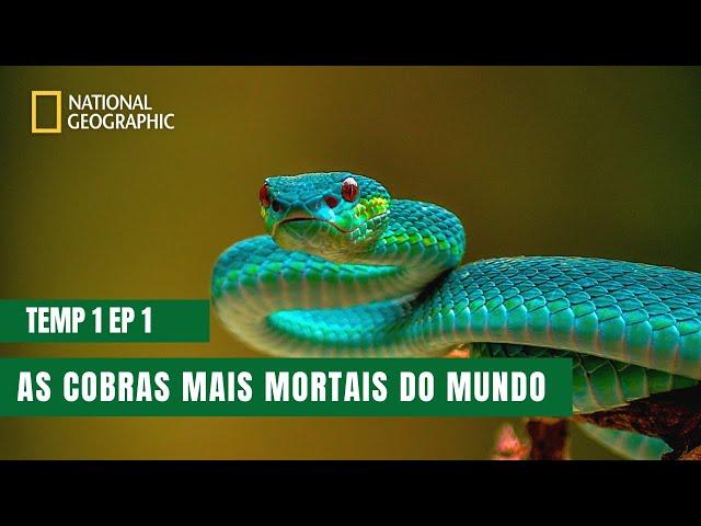 As Cobras Mais Perigosas do Mundo | Cobras do Indo-Pacífico | Temporada 1 Episódio 1