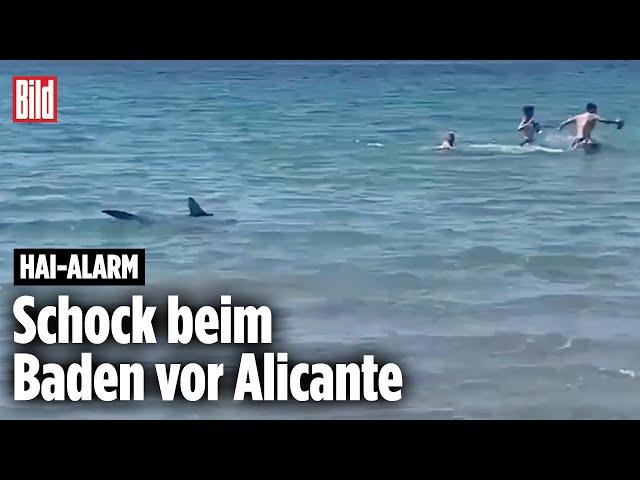 Hai-Alarm an der Costa Blanca in Spanien: Raubfisch jagt Touristen | Alicante