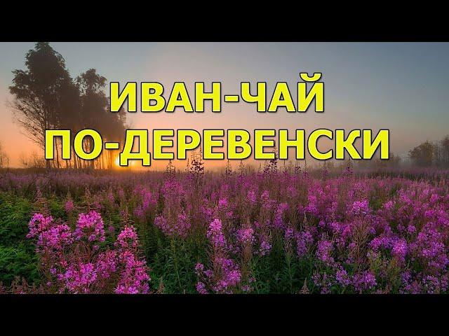 Иван-чай по-деревенски. Сбор, обработка, ферментация и сушка