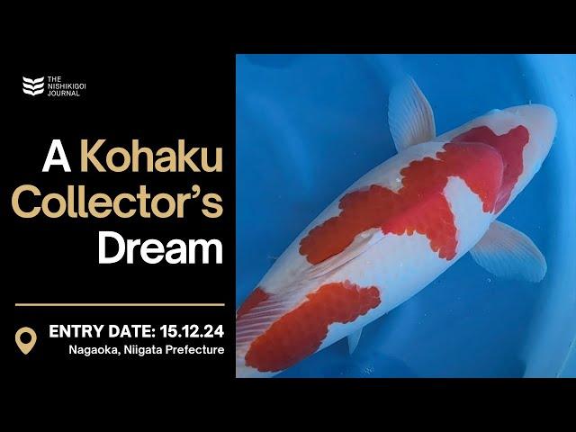 Replacing a Kohaku Worth Thousands | The Nishikigoi Journal | EP #070