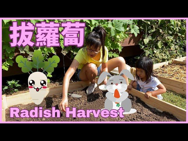 Harvesting Radish in Chinese 一起拔蘿蔔 | 戶外體驗學習中文