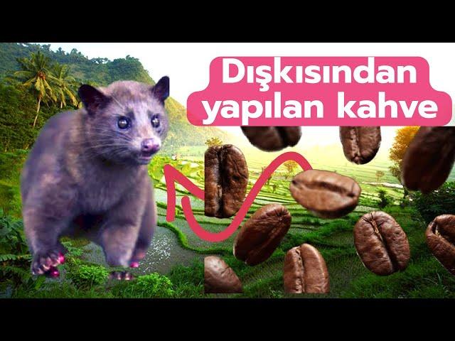 Bali'nin Hayranlık Uyandıran Pirinç Terasları: Adanın En Güzel Manzarasına Şahit Olun!