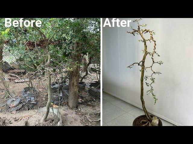 The process of shaping a bonsai with the main branch falling from above