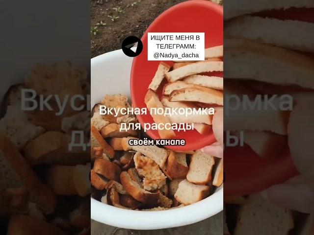 Вялые огурцы? Подкормка поможет! #вредители#огород#советы#дача