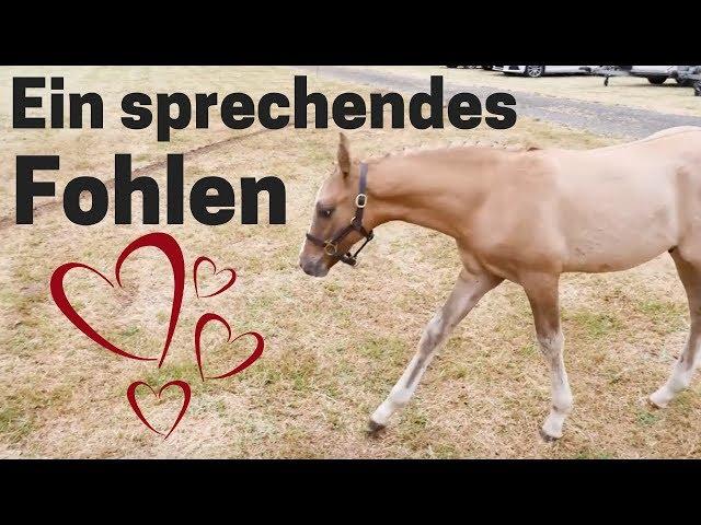 Sooo süß- ein sprechendes Fohlen | Fohlen bei der Auktion | Nörten-Hardenberg