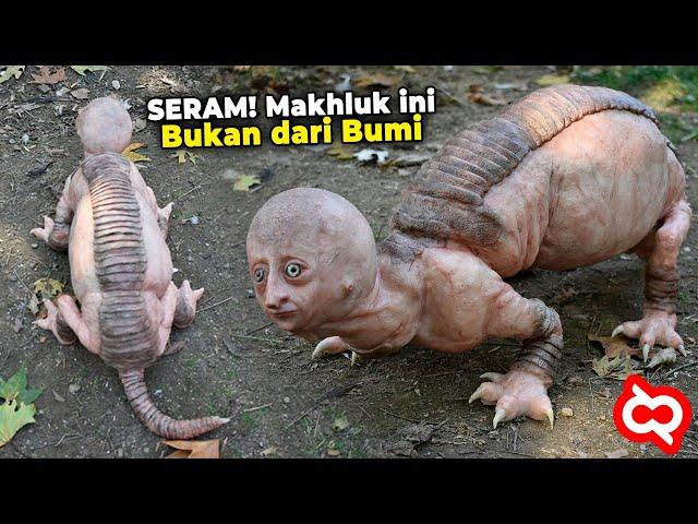 Viral Makhluk Aneh yang Sering Memangsa Hewan Ternak Warga! Kalo Bukan Silluman, Jadi ini Apa?