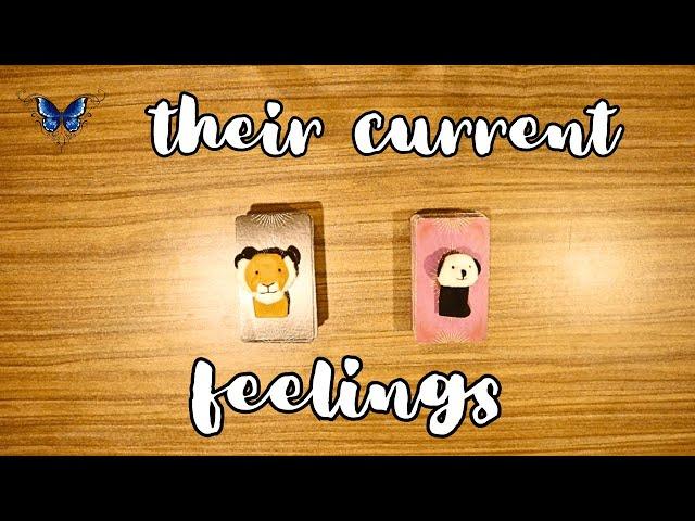  THEIR CURRENT  FEELINGS   Timeless Tarot Reading 