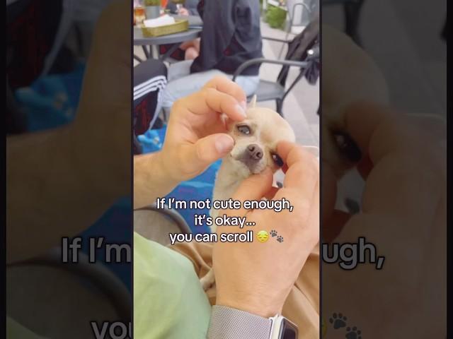 You still here? Hi, I’m Busya — nice to meet ya!  #dog #shorts #viralvideo