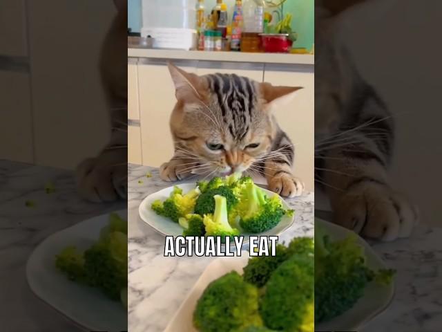 Surprising foods that your cat can actually eat #catlover #facts #interesting #cat #food #pet