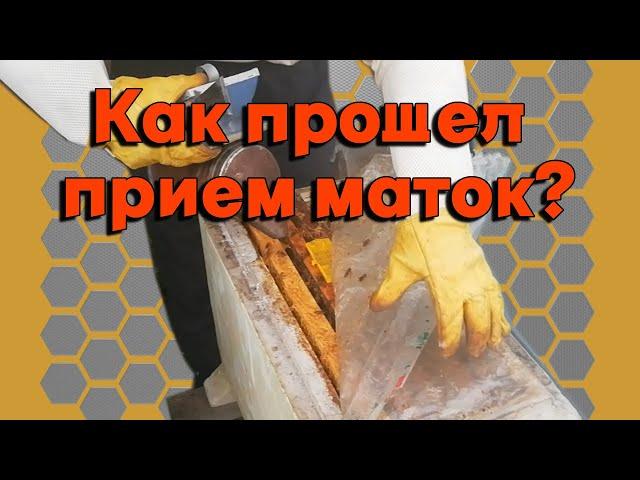 Как прошел прием маток в конце августа. Работы на пасеке в сентябре.