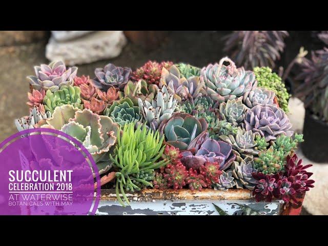 Beautiful Succulent Garden Walking Tour