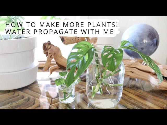 How To Make More Plants! Water Propagate With Me | Monstera Adansonii