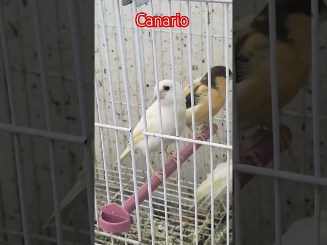 طائر الكناري.تغريد الكناري.canario canto.canary bird.chant canari.pájaro.تربية الكناري.تزاوج الكناري
