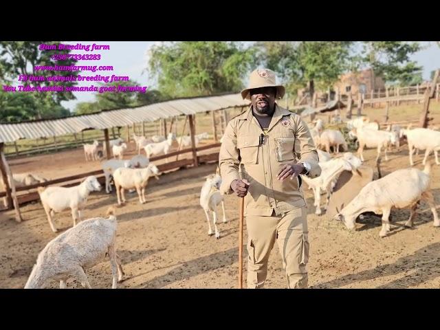 Which house of goats would u choose ( raised or ground house ) watch this to choose the best house