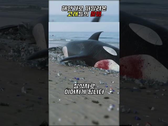 해안가에 있는 고래를 건들면 절대 안되는이유