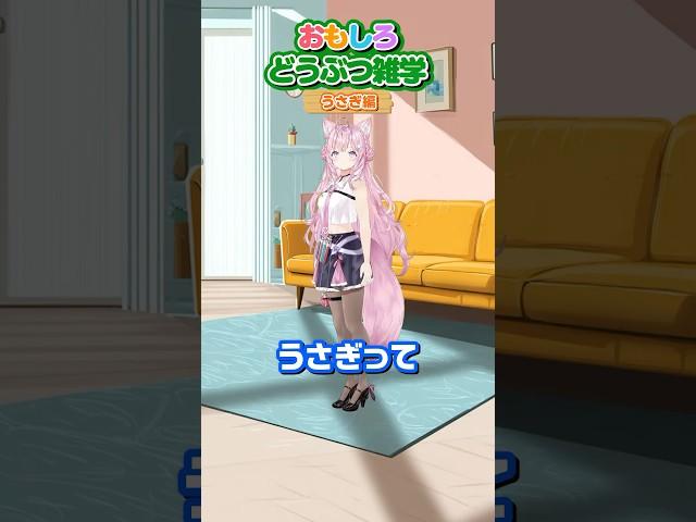 面白どうぶつ雑学～うさぎ編～ #shorts #動物 #動物雑学 #ホロライブ #hololive #博衣こより