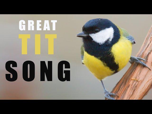 Bird sounds - GREAT TIT singing