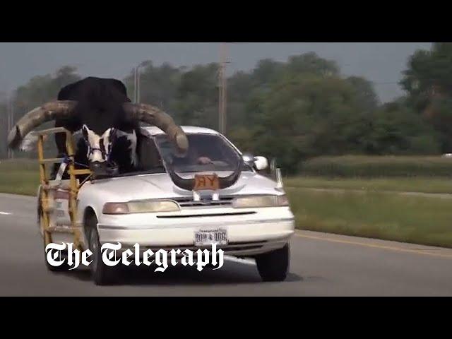 Howdy Doody: Police pull over man carrying enormous bull in his car