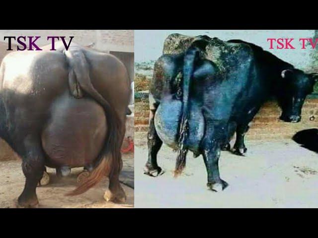 2019-20 ll World Largest and Beautiful Udder Super Buffaloes by TSK Tv Channel
