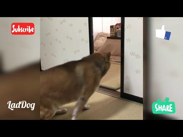 Dog demands to be fed. | LadDog