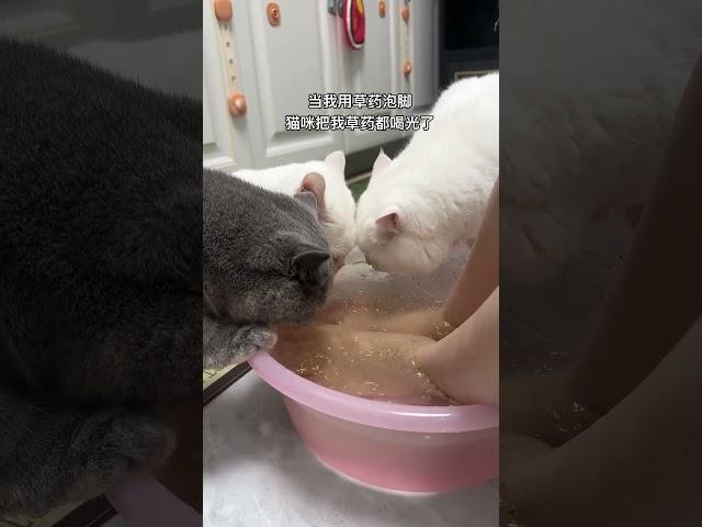 在家泡个脚，结果猫咪快把我的泡脚水喝光了 #猫咪的迷惑行为