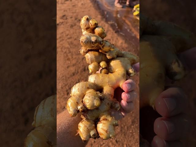 How is Ginger grown? #agriculture #farming #ginger #lucentlands