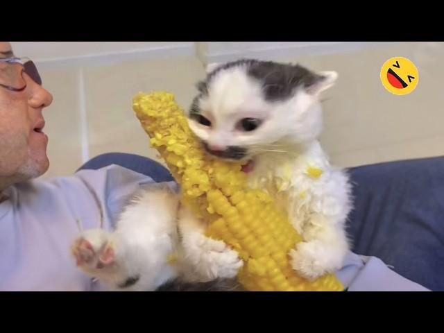 Funniest Animals  - Best Of The Week Funny Dogs And Cats Videos  E02