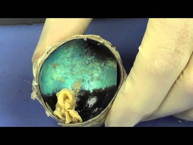 Cow Eye Dissection