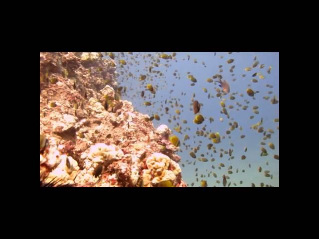 Blacklip Butterfly Fish Frenzy!