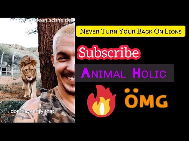 Lion Attack Videos #shorts #animalholic #lion | Animal Holic |Animal Lover