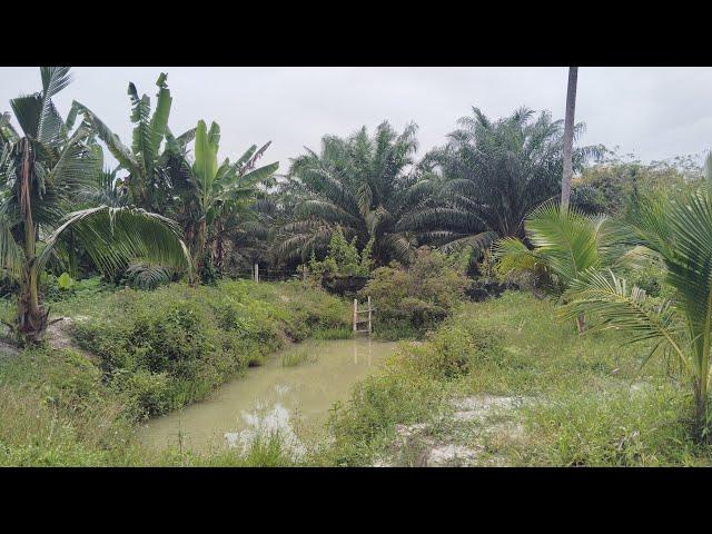 kebun abah is live kolam kebun