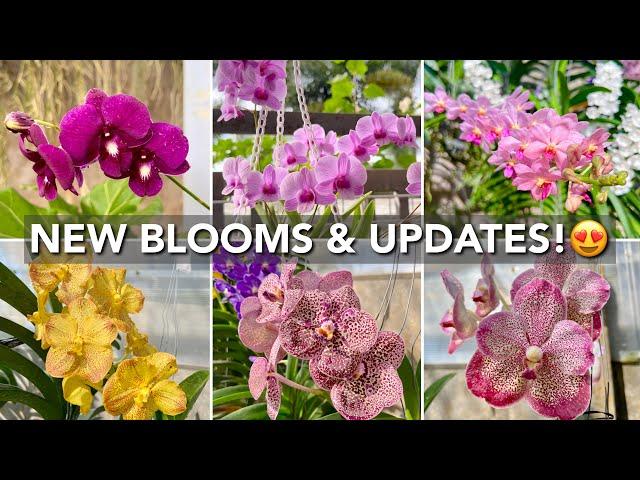 Orchid Garden UPDATE | New Spikes & Blooms | Orchids In Bloom | Cheery Orchids