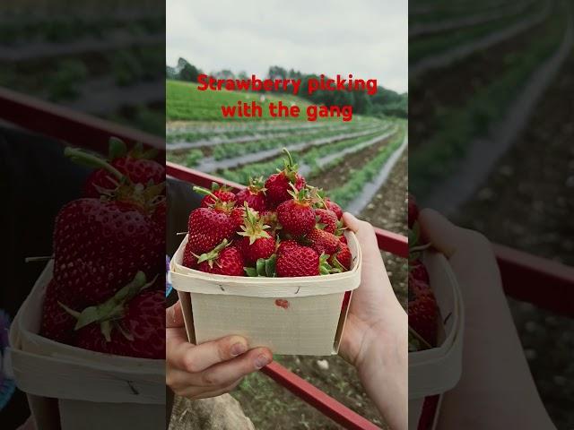 #strawberry 