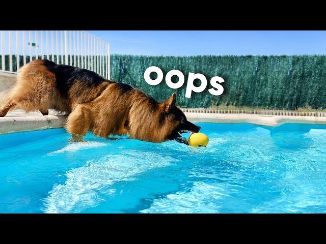 My Dog Rents a Swimming Pool and Refuses to Swim | Inspired by Tucker Budzyn
