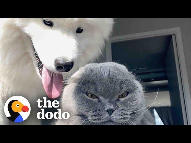 Dog Tries For Two Years To Win This Cat Over | The Dodo Odd Couples