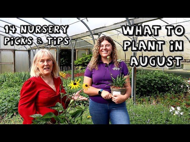 14 Plants for August || Top Picks & Growing Tips from Kilmurry Nursery