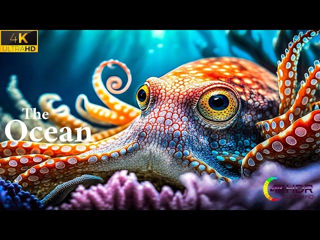 The Colors of the Ocean 4K Octopus, Underwater Wonders + Relaxing Music  4K Relaxation Video