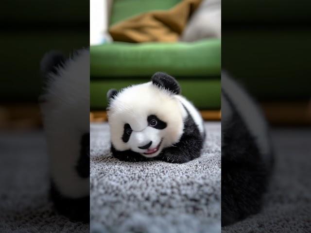 Sweet baby panda  #panda #cuteanimals #tinyanimals #cutenessoverload