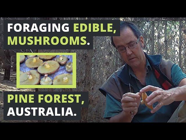 Foraging EDIBLE MUSHROOMS in Australia.