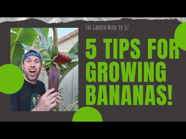 5 Easy Tips For Growing Your Own Bananas