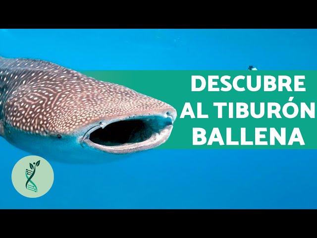 ¿Es PELIGROSO el TIBURÓN BALLENA?  (Características, Hábitat, Alimentación y Reproducción)