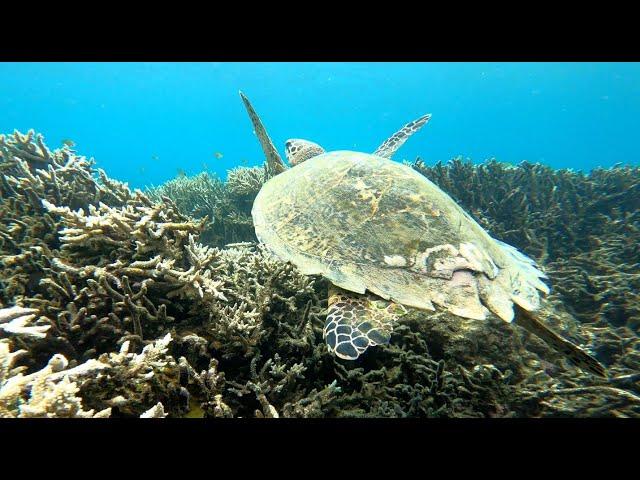 Gili Gede - Gili Asahan - Gili Goleng - Gili Layar  - Best snorkeling tour in Lombok Indonesia