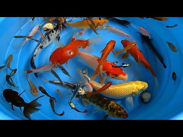 Betta Koi Pleco Snail Carp Fish Goldfish Angelfish Guppy Guppies Catfish animals Videos