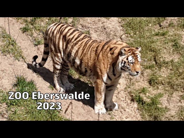 ZOO Eberswalde #zoo  #zooeberswalde #eberswalde #djiosmomobile #angrydrone @Gryfino.