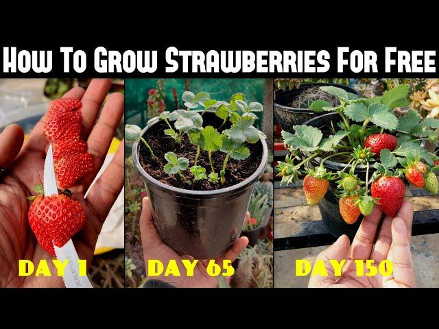 How To Grow Strawberries From Seed | SEED TO HARVEST